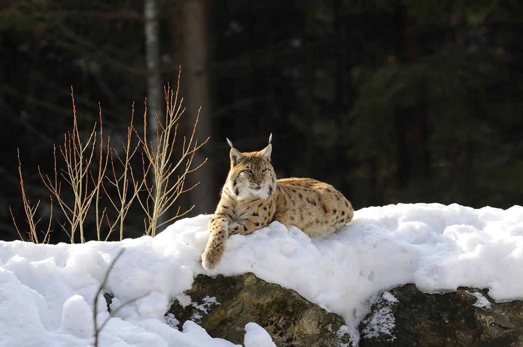lince2 in Trentino muse