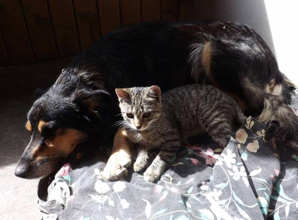 non ci sono più i gatti di una volta