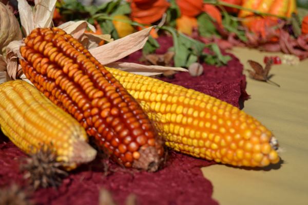 pannocchie di storo 1