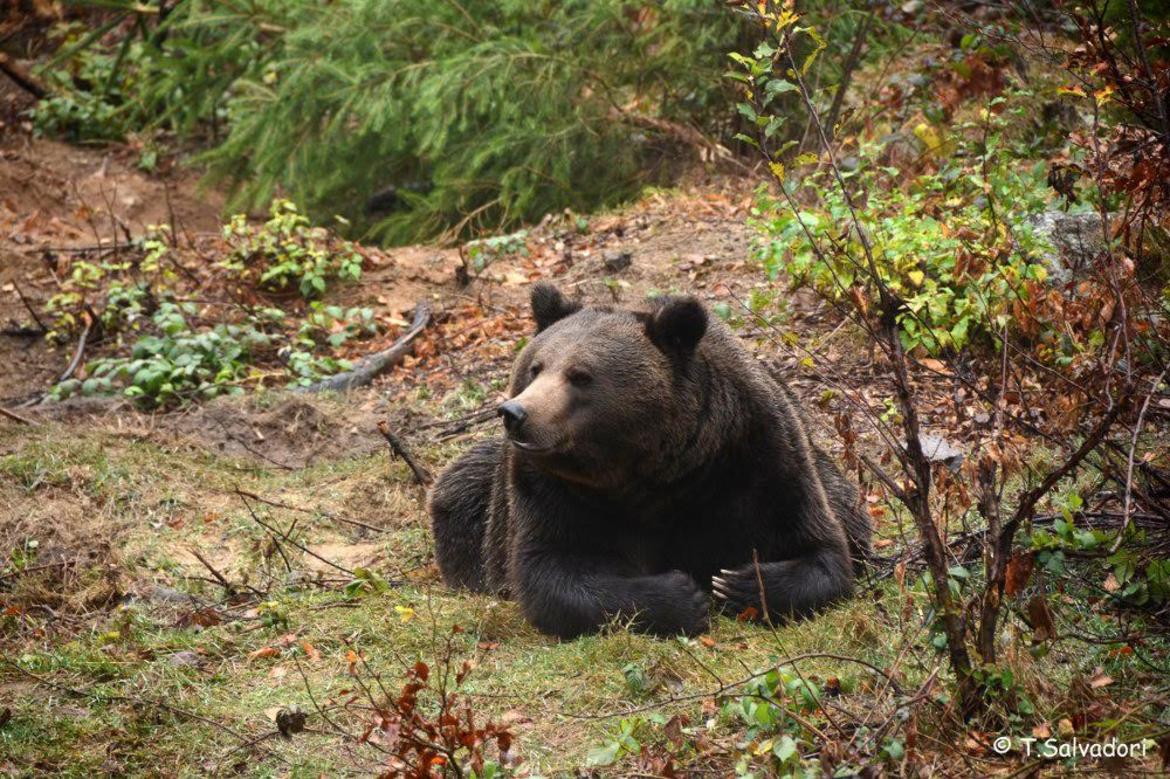 Orso-2 imagefullwide