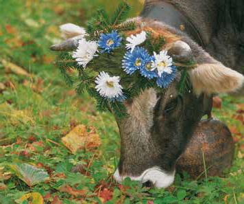 mucca
