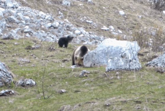 orso in trentino orsa con cucciolo