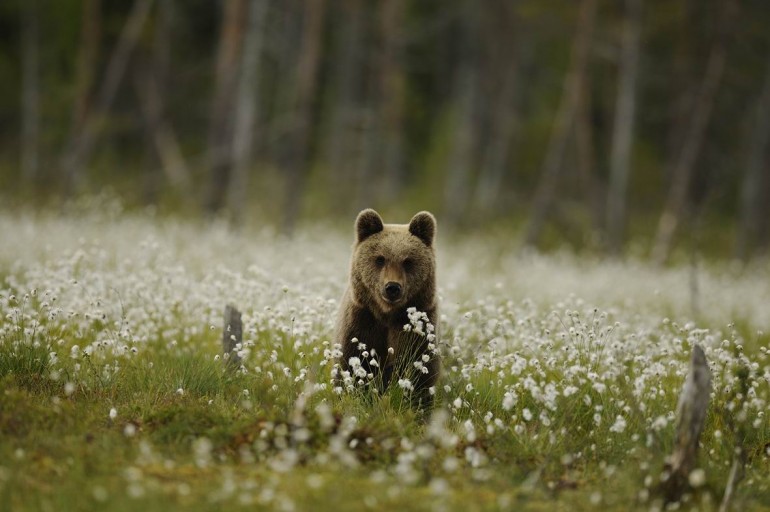 Orso trentino