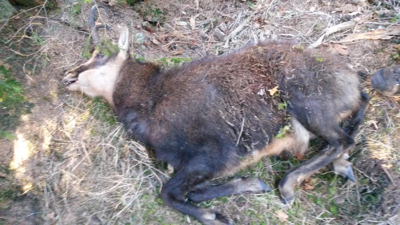 Stambecco ucciso sui monti di Pinzolo da bracconieri