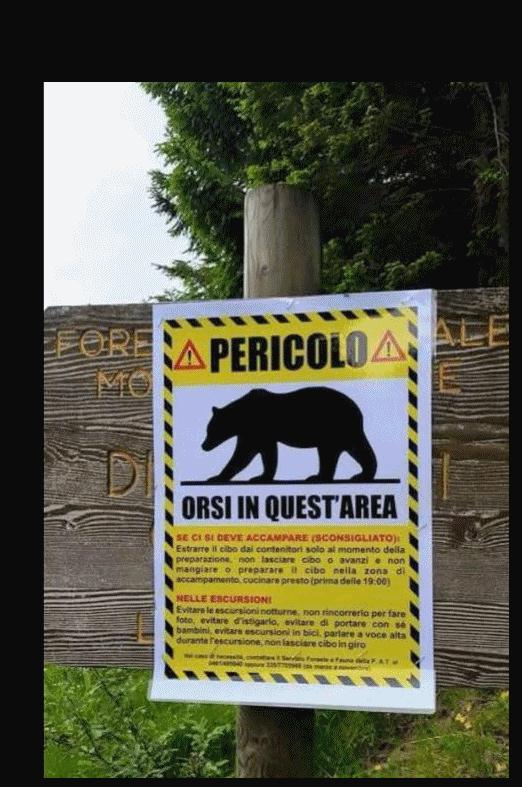 Pericolo orso