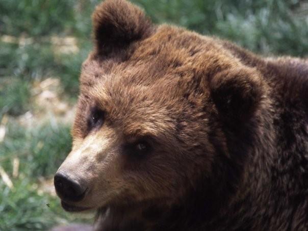 orso-bruno sarà rimosso
