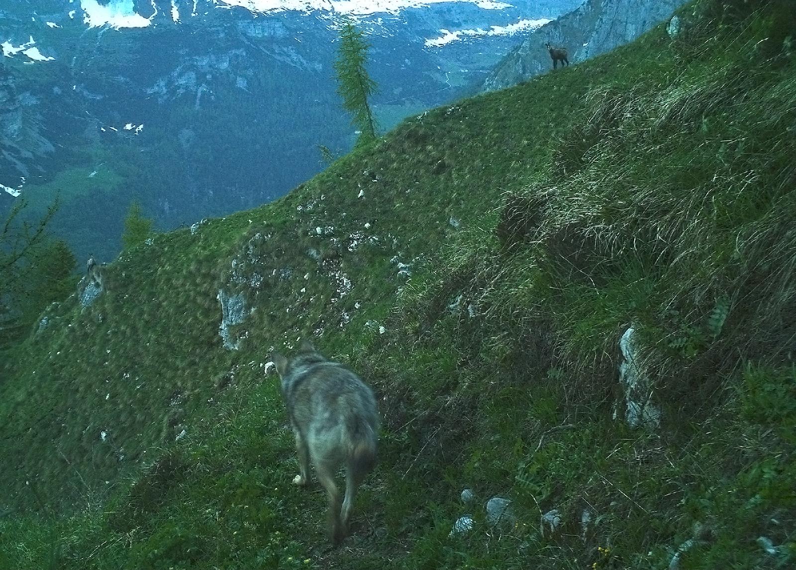 lupo in val Rendena - con camoscio 2