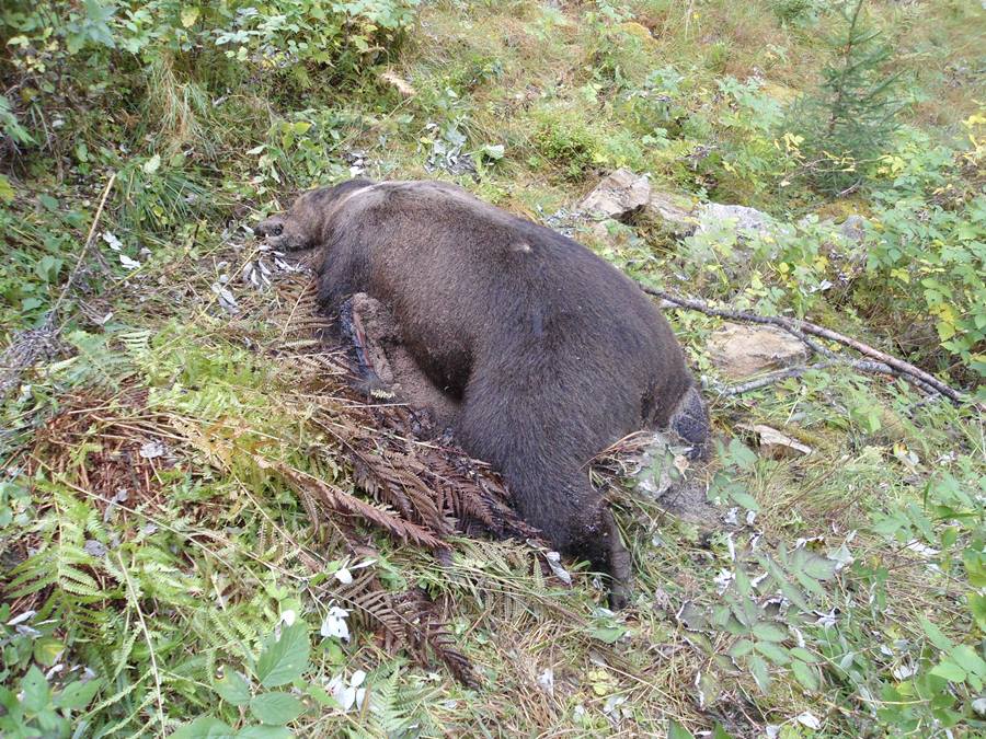 La carcassa dellorso M2 dopo luccisione in Val di Rabbi - orso ucciso in Trentino