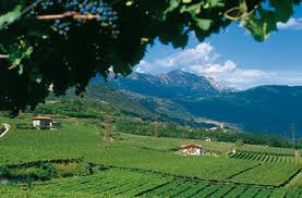 viti trentino