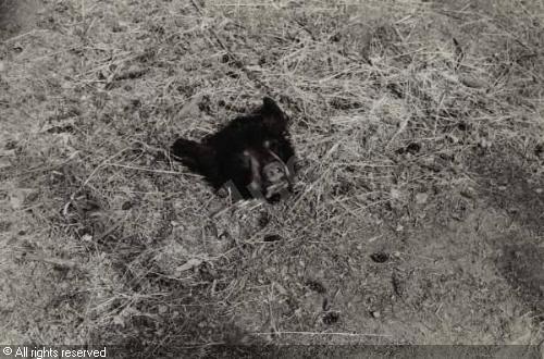 leonard-zoe-1961-usa-bear-head-on-the-ground-1400505