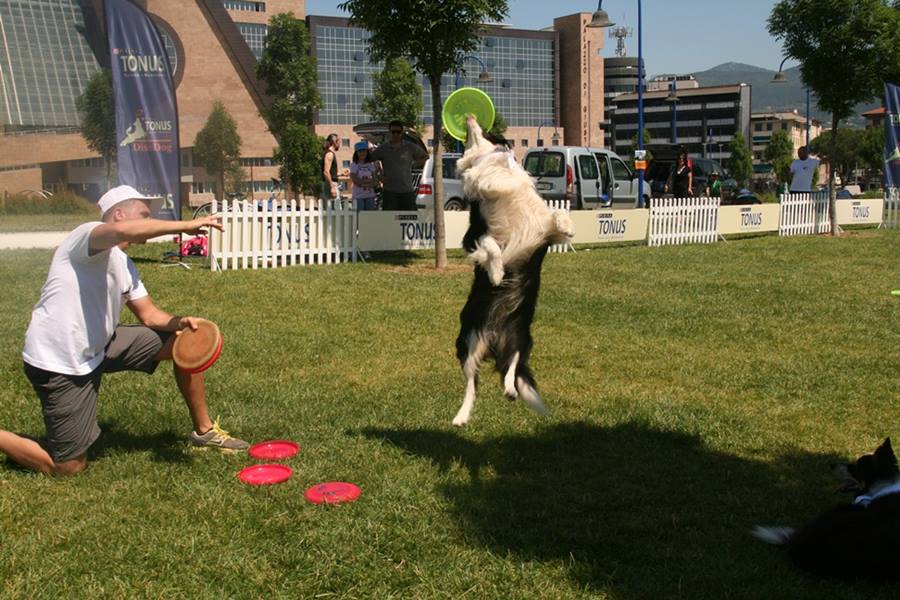tonus disc dog Trento